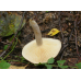 Мицелий Млечника жгуче-млечного / Млечник садовый (Lactarius pyrogalus)